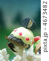 ヤドカリ