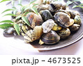 砂抜きしたアサリ