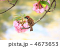 4673653