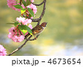 4673654