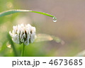 朝露に濡れたシロツメクサ
