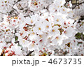 満開のサクラ