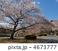 はままつフラワーパーク・満開の桜