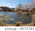 はままつフラワーパーク・桜と池とユキヤナギ