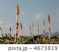 つくし