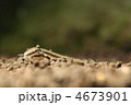 イシドジョウ