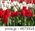 チューリップの花壇（はままつフラワーパークにて）