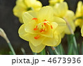 すいせんの花