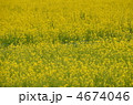 菜の花畑