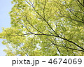 青空に新緑 青空に新緑