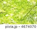 新緑 新緑