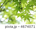 新緑 新緑
