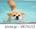 プールで泳ぐ柴犬