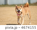 笑顔の柴犬