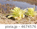 ふきのとう