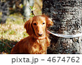 犬