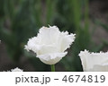 ハネムーン