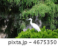シラサギ