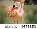 チリーフラミンゴ