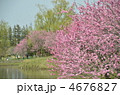 桃満開の公園
