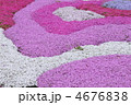 ピンクと白色の芝桜
