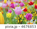 昭和記念公園チューリップ畑
