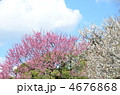偕楽園からの眺望