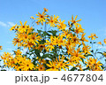 4677804