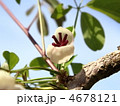 アケビ