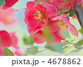 ボケの花