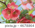 ボケの花