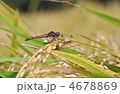 稲穂で休む蜻蛉