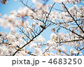 満開の桜とメジロ