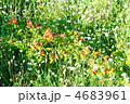 4683961
