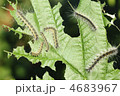 4683967