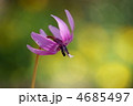 かたくり