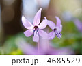 かたくり