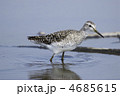 タカブシギ