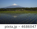 水田と富士山