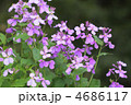 ムラサキハナナの花