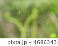 クモ001