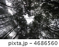 樹海を仰ぐ