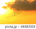 夕焼け空を飛ぶ鳥