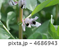 ソラマメの花