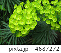 ユーフォルビア（ウルフェニー）