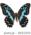 4691450