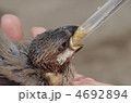 文鳥のヒナ