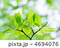 こぶしの新緑