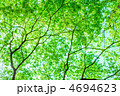 楓の新緑