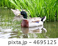 カモ